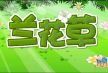 兰花草